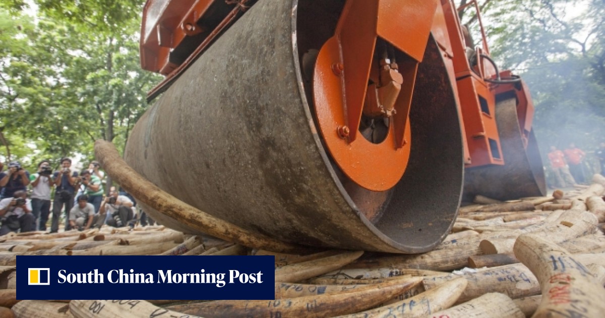 Demand for ivory in China has led to illegal poaching in Africa | South ...
