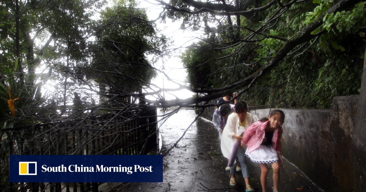 Dumping leaves is just a waste, says green group South China Morning Post