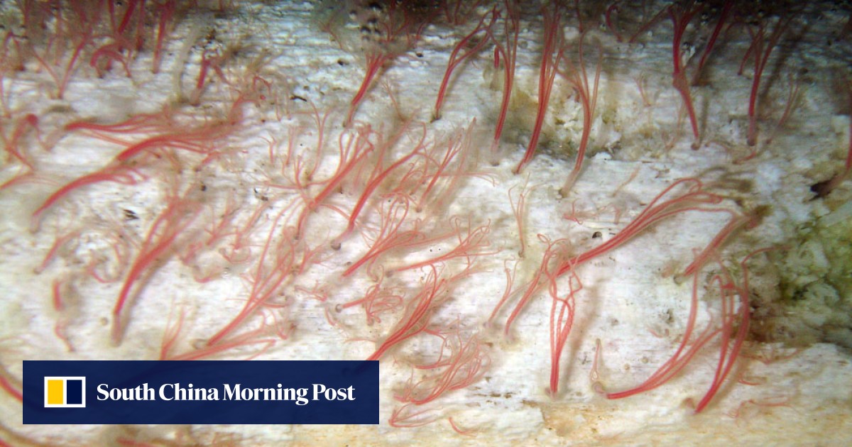 Bonemunching worms found on Southern Ocean floor South China Morning
