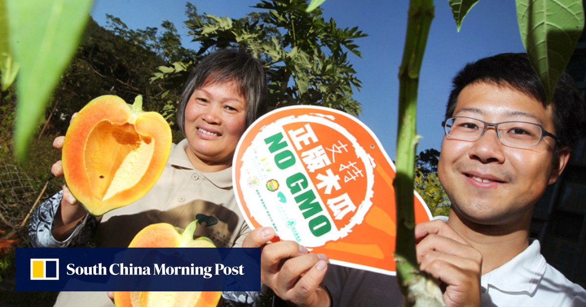 Pilot Scheme Enlists Farmers To Root Out Gm Papayas From Hong Kong