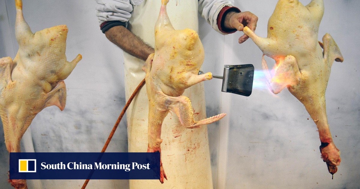 Foie gras producers in France pledge to rear birds in a more humane way