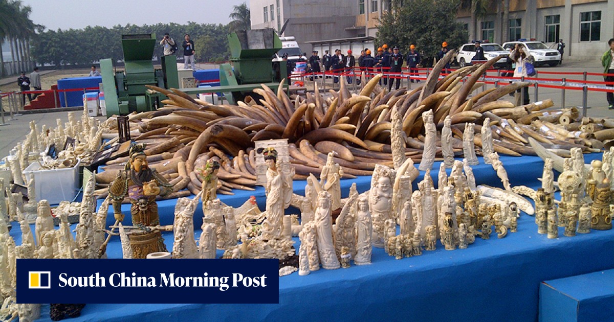 China destroys 6.1 tonnes of confiscated ivory in gesture reflecting ...