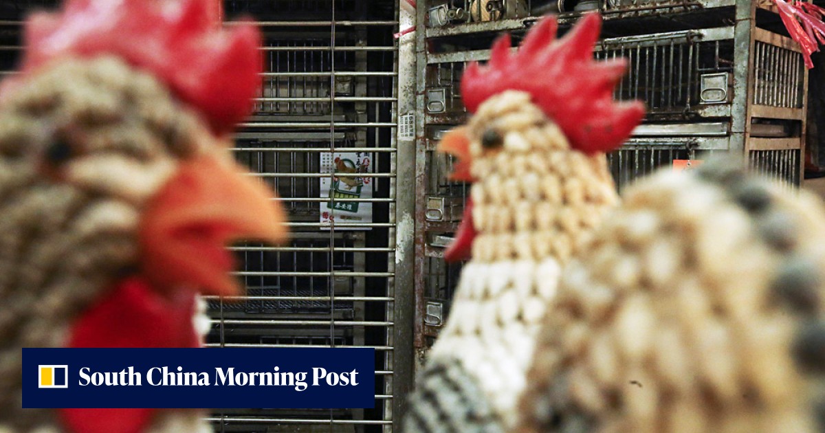 Chicken row: prices high and stocks low as sellers and suppliers clash ...