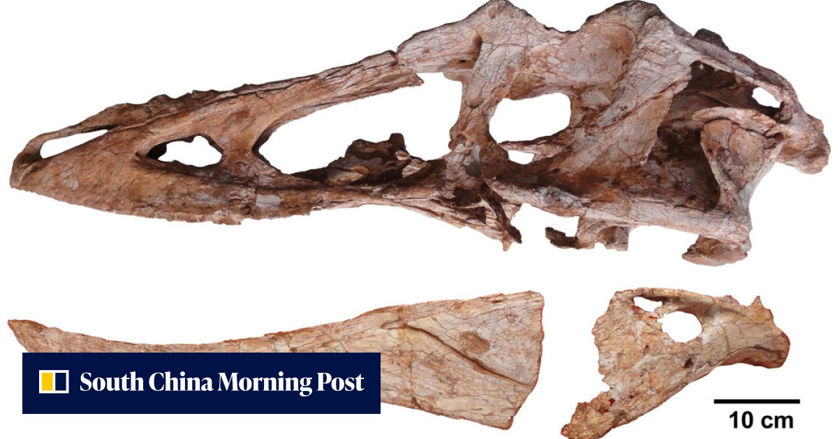 No kidding, T. rex's Chinese cousin Pinocchio rex packed a big bite ...