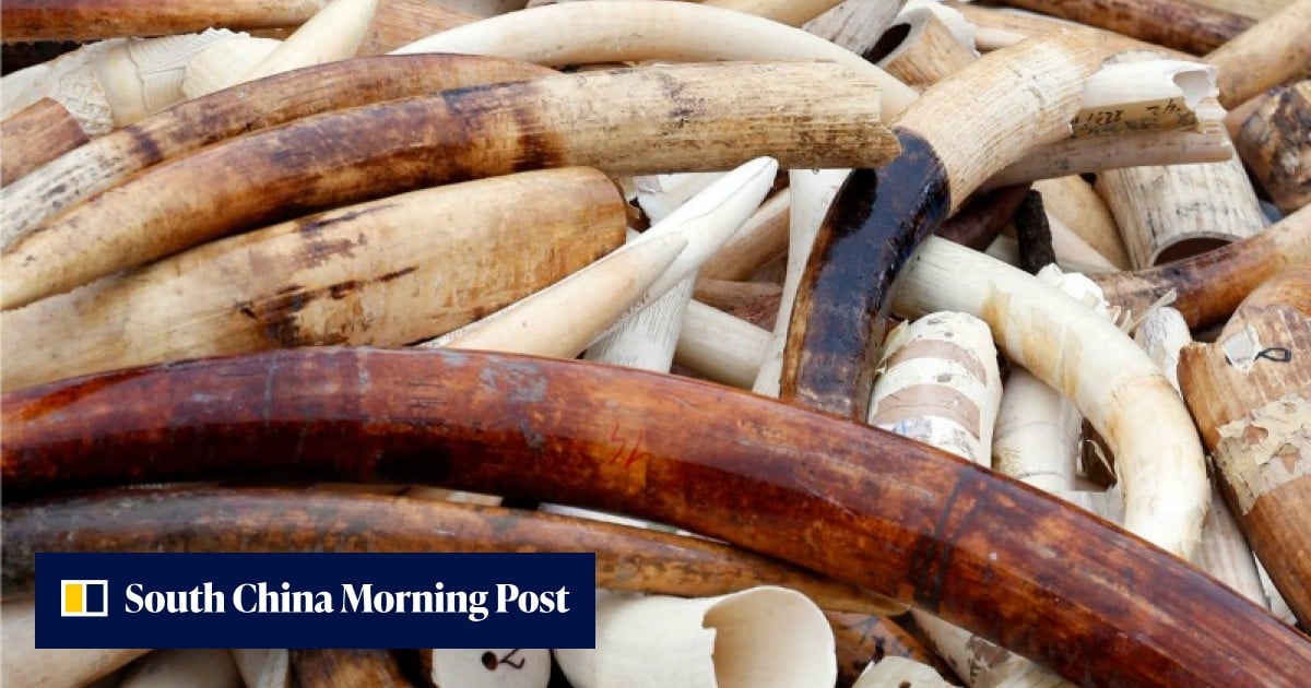 Six tonnes of illegal ivory bound for Hong Kong seized since 2000 ...