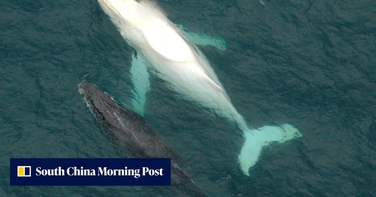Very rare white humpback whale spotted off Australia | South China ...