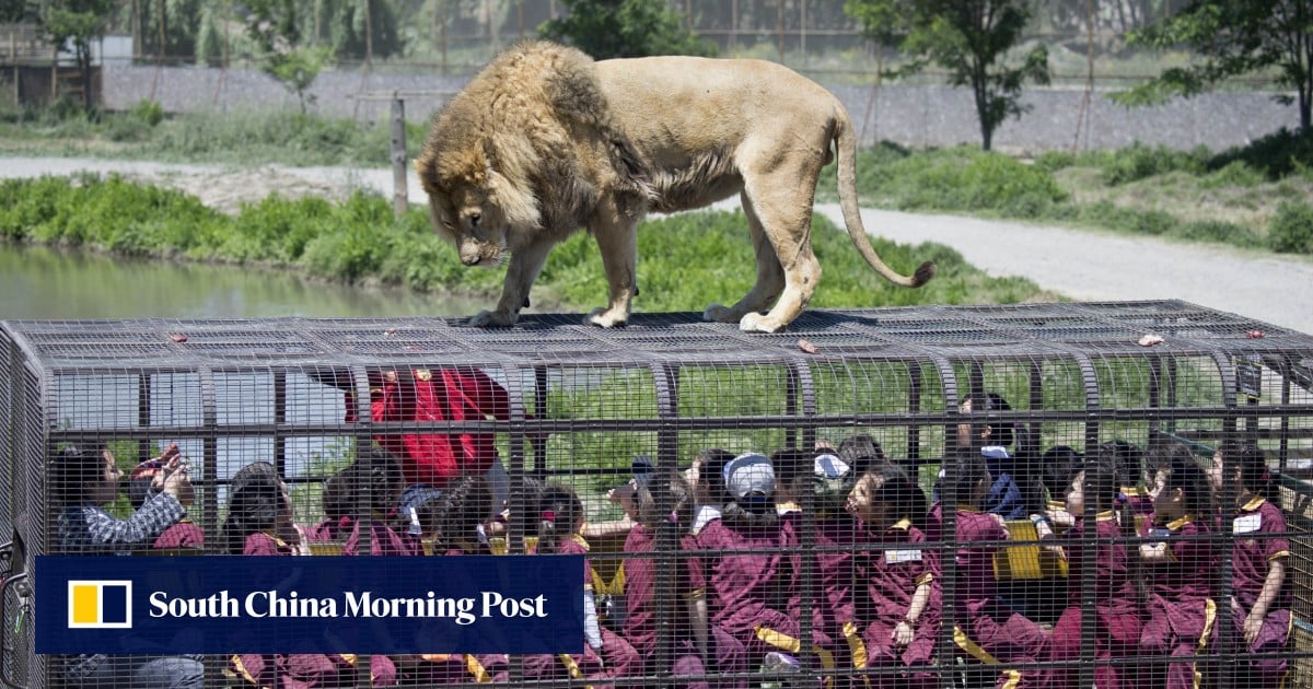 Lions roam free at safari park as visitors sit in cages for close-up experience 