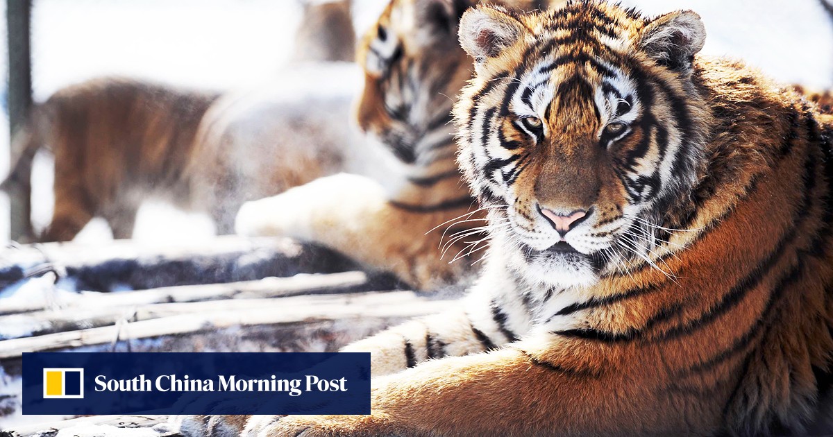 www.scmp.com
