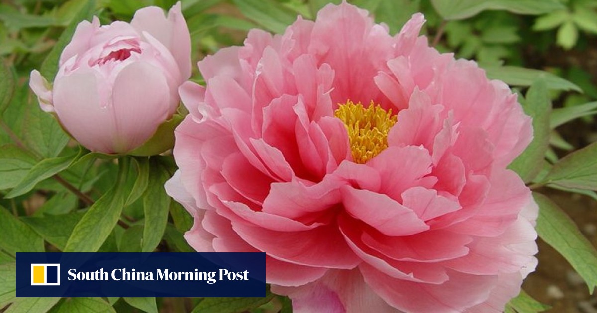 Genetic forebears of tree peony, 'king of flowers', nearly extinct, study  finds | South China Morning Post