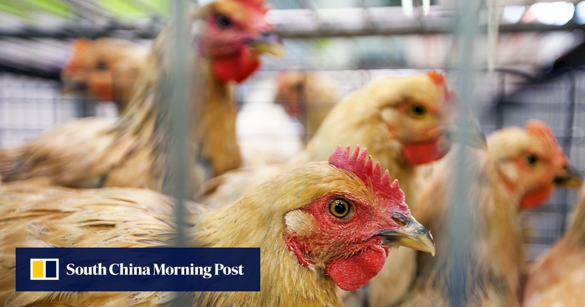 Rising Number Of Dangerous H7N9 Bird Flu Cases Prompts Ban On Live   Gd Chicken 