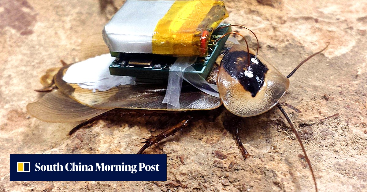 Roach Microbot Robo-roach controlled by people scuttles into reality | South China ...
