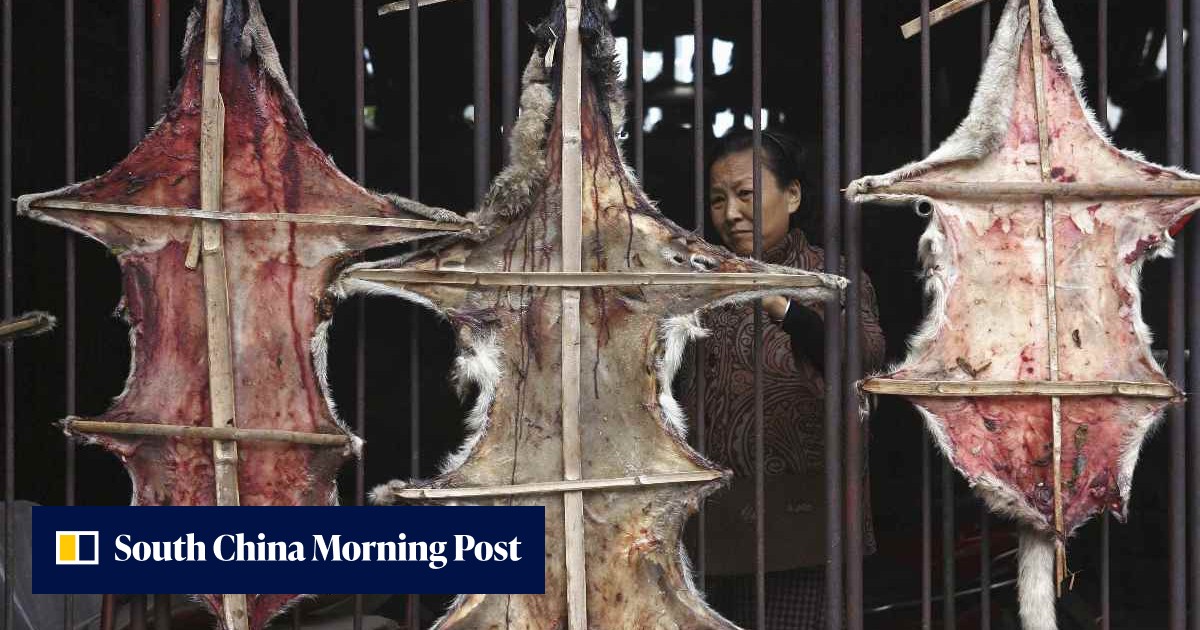Philippines orders 13 treated after eating meat of rabid dog | South ...