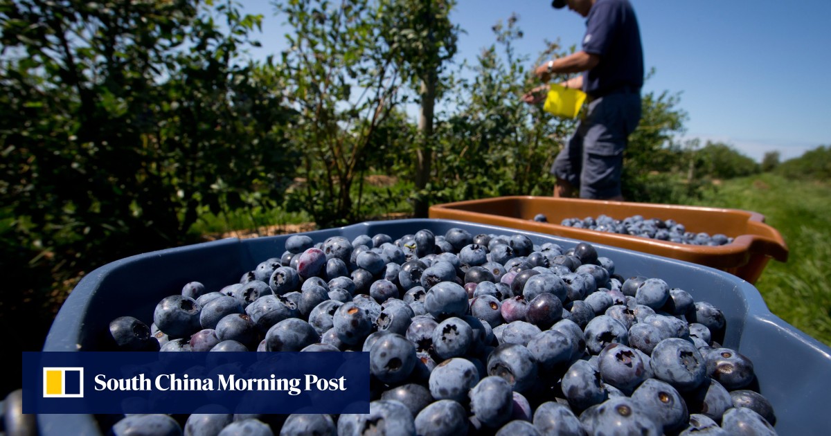 No link between blueberries and hepatitis, government says amid health