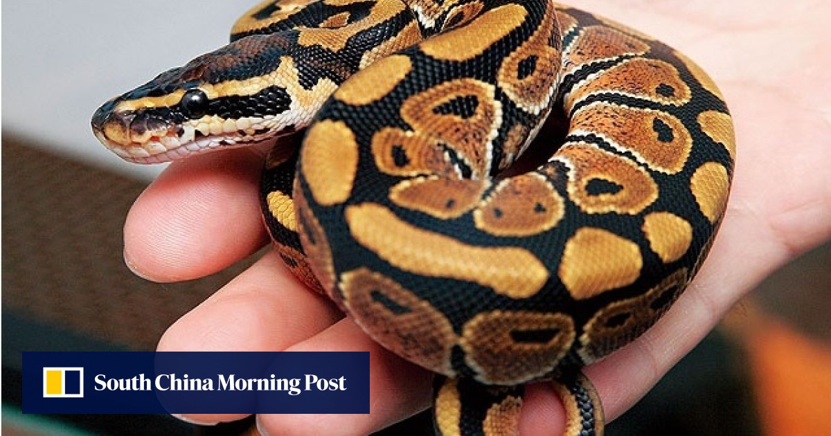 China student detained for trying to raise nine pythons at home | South ...