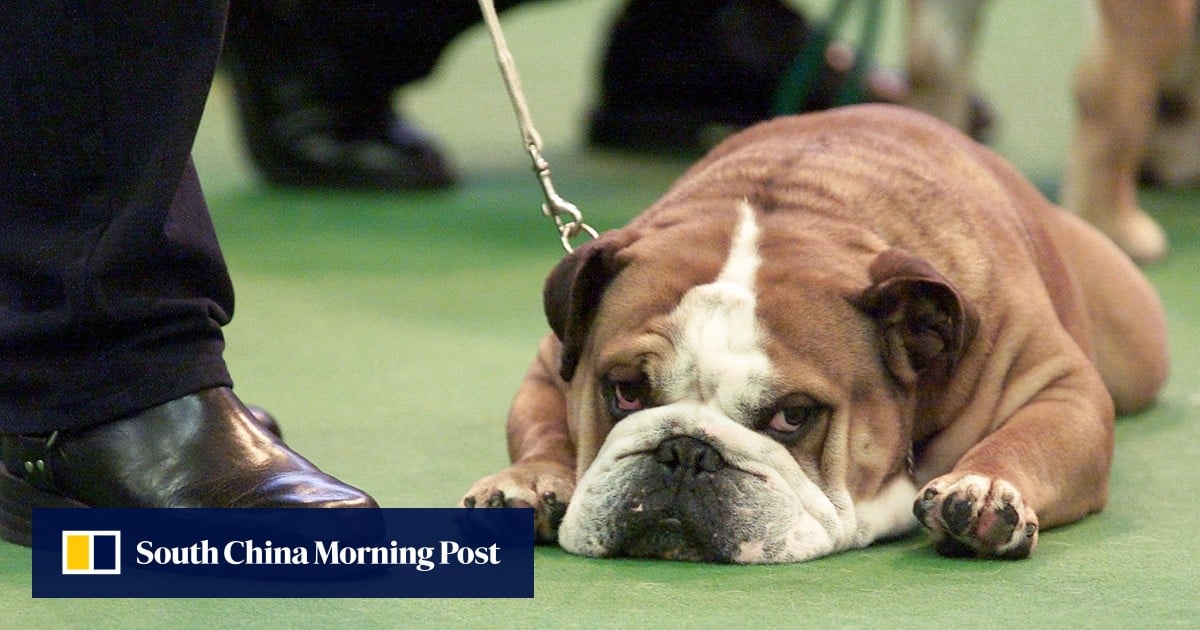 Puppy fat One quarter of top UK show dogs are overweight, scientists