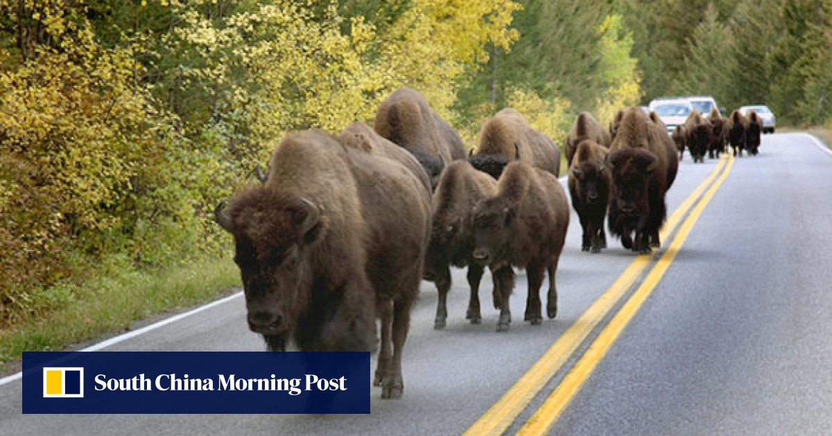 Yellowstone bison attacks woman who was trying to take a selfie with it
