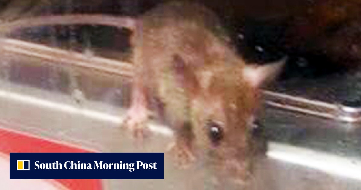 Update | Ratted out: mouse pictured dangling off Hong Kong supermarket ...
