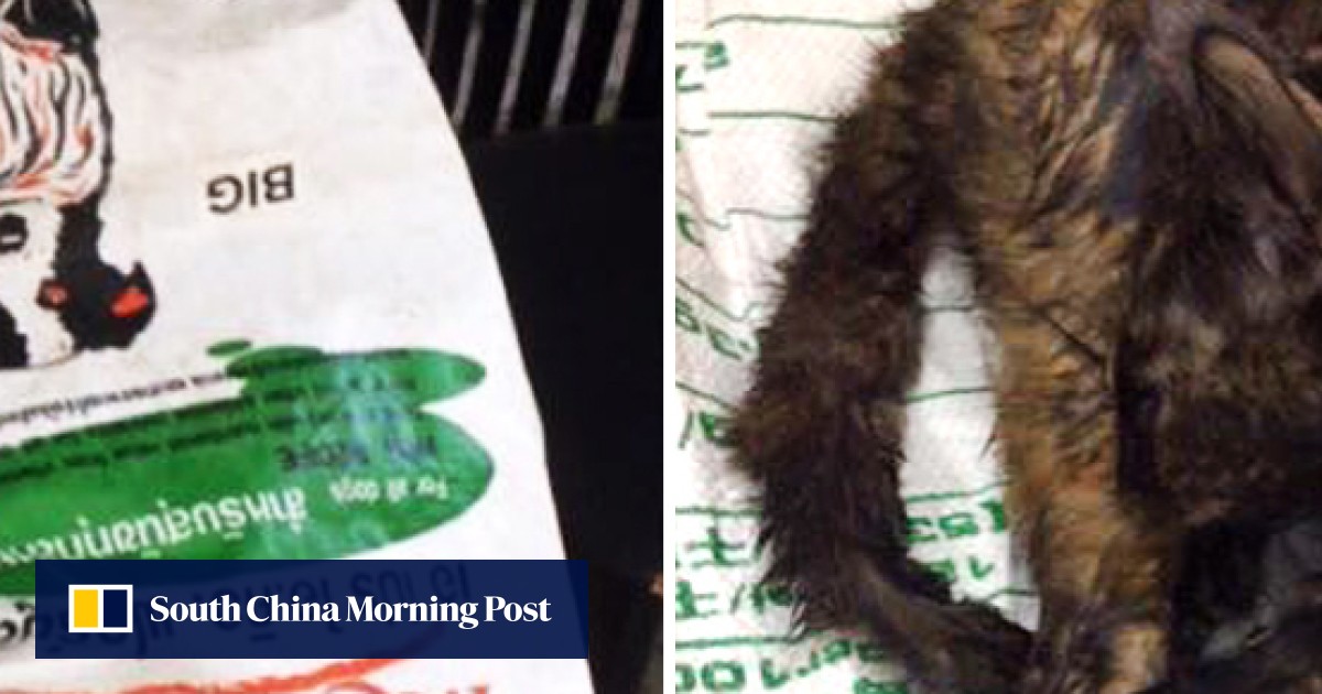 Cat and two of her kittens suffocate after being abandoned outside Hong Kong shelter South