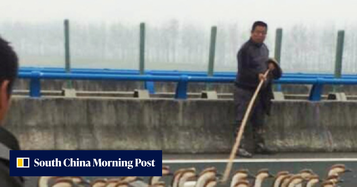 Police in a flap after farmers take 1,300 geese on ‘shortcut’ along ...