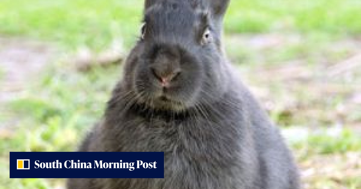 Story of the Rabbit | South China Morning Post