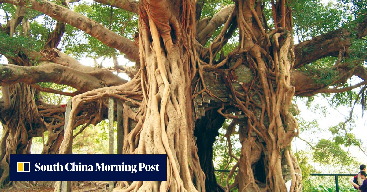 Tree Hugging | South China Morning Post