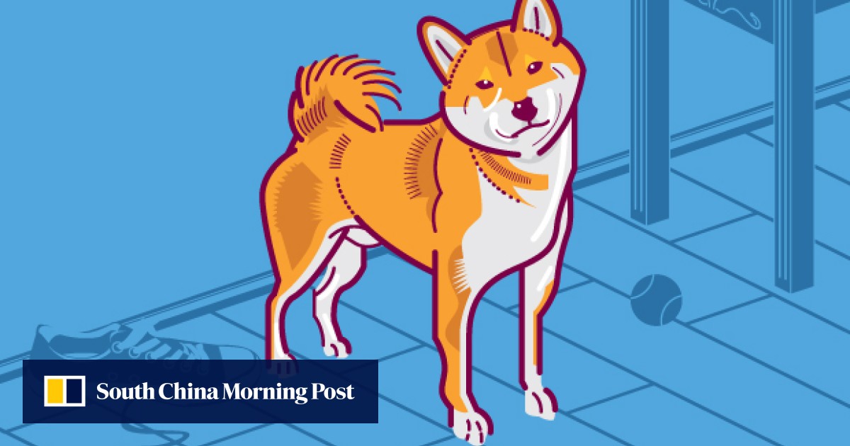 Best dog breeds for Hong Kong flats South China Morning Post