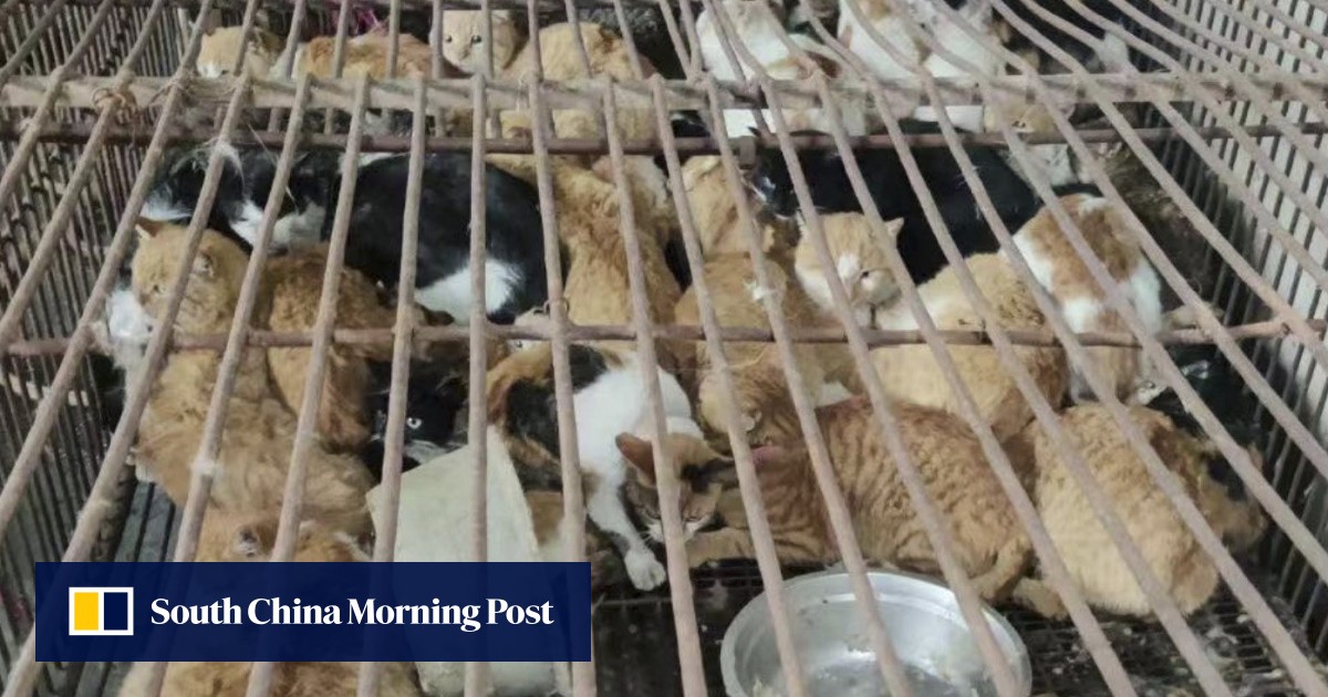Suspected dog and cat meat factory in China raided after owner traces