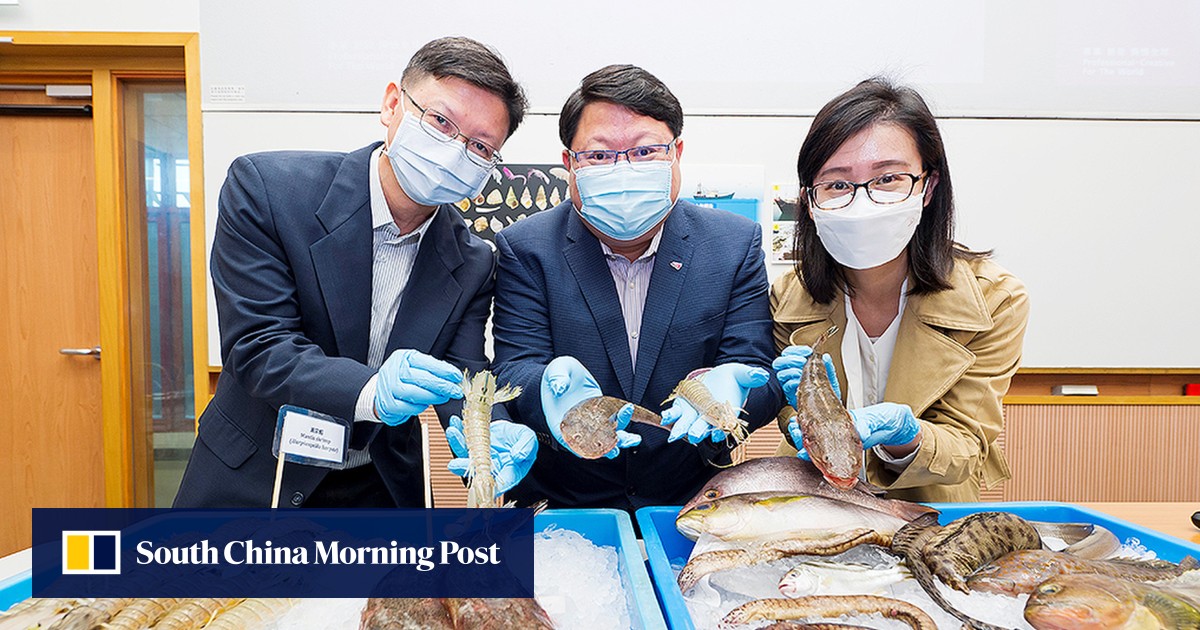 Bigger shrimp and more shellfish in parts of Hong Kong waters after ...