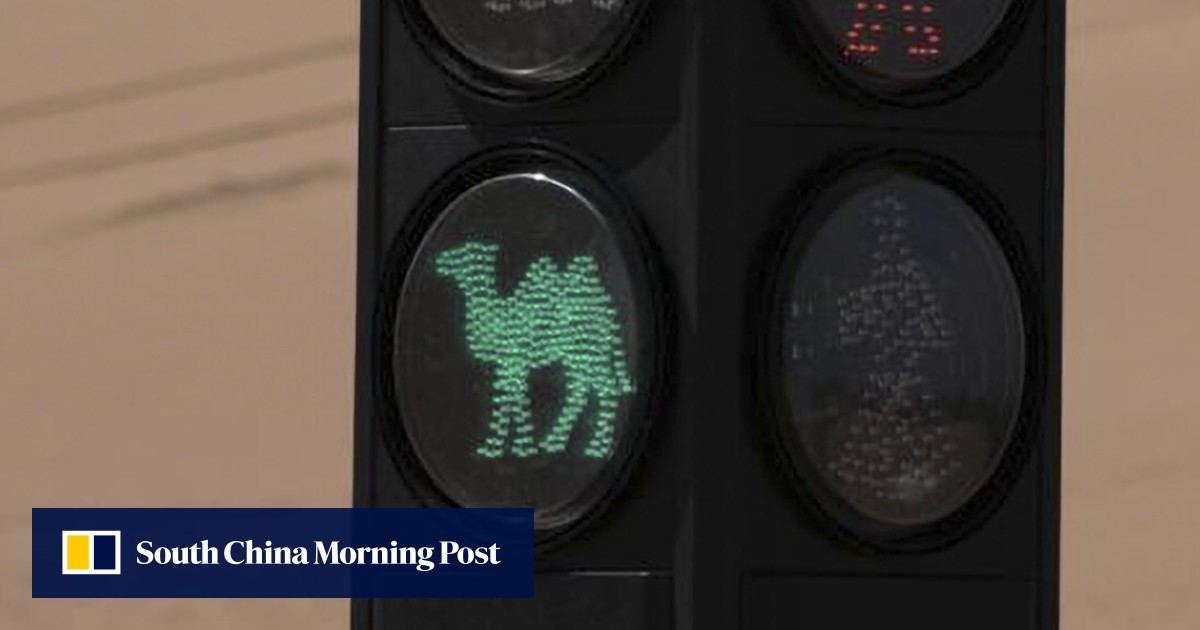 Camels get traffic light to help tourists who are hoofing ...