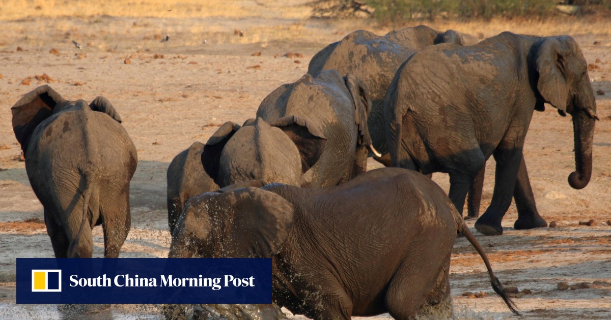 Zimbabwe allows hunters to shoot elephants for US70,000 a head to fund