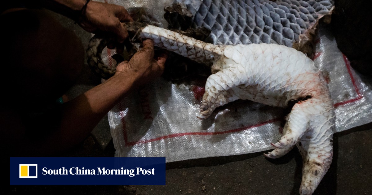 Hong Kong’s leading role in the global extinction crisis, as hub of