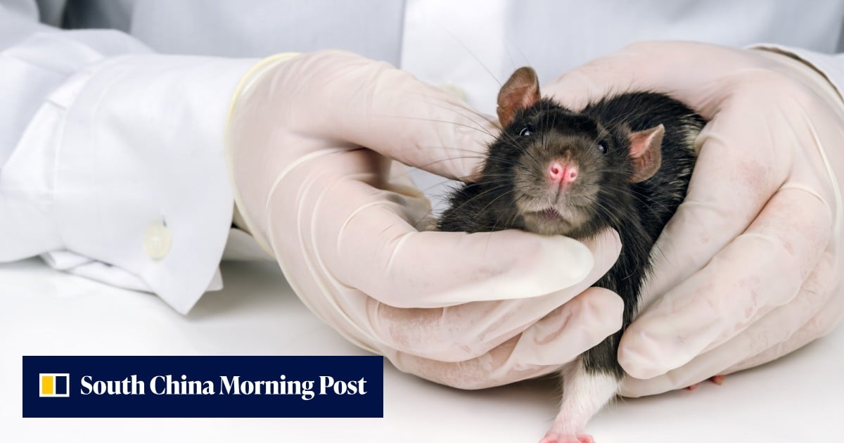 China Raising Rats Heated debate in China over ‘pregnant male rat’ study | South China ...