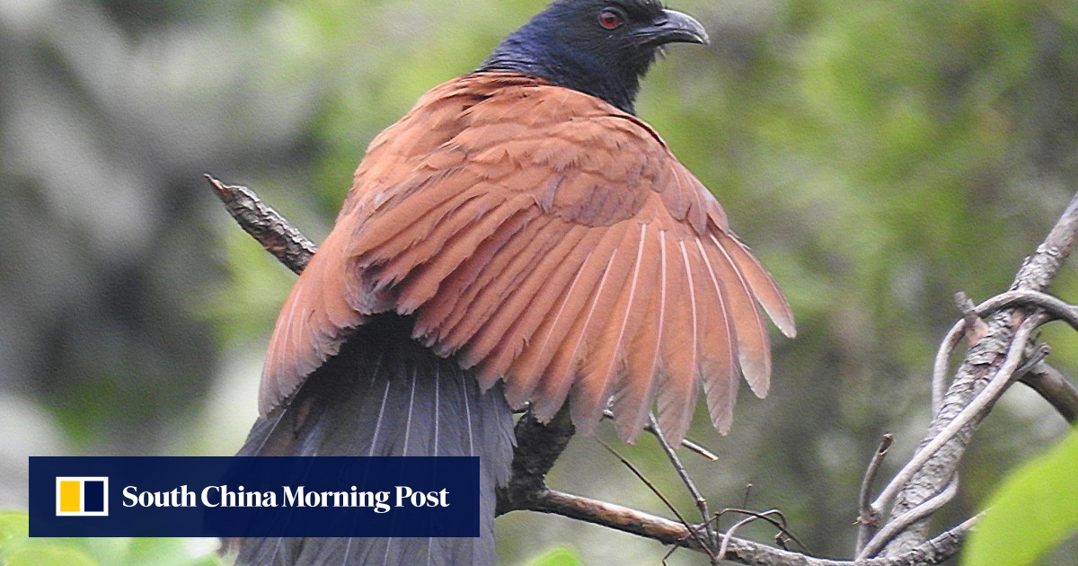 Why Hong Kong is great for birdwatching, where’s best to go and the