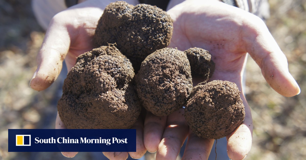 Why are truffles so expensive, and are black or white the best? The