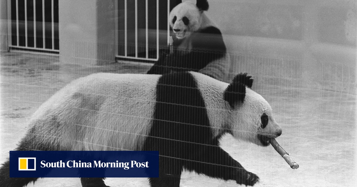 When China first sent giant pandas to Hong Kong’s Ocean Park, and the