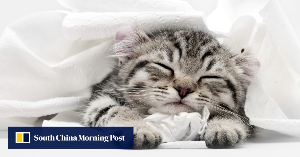 All hail our feline overlords: Cats prove way more popular than dogs in ...