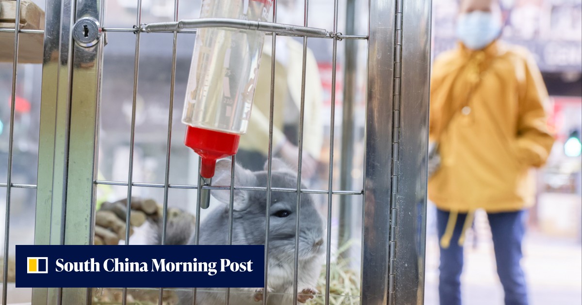 Hong Kong hamster cull: drastic measure necessary to prevent ‘another ...