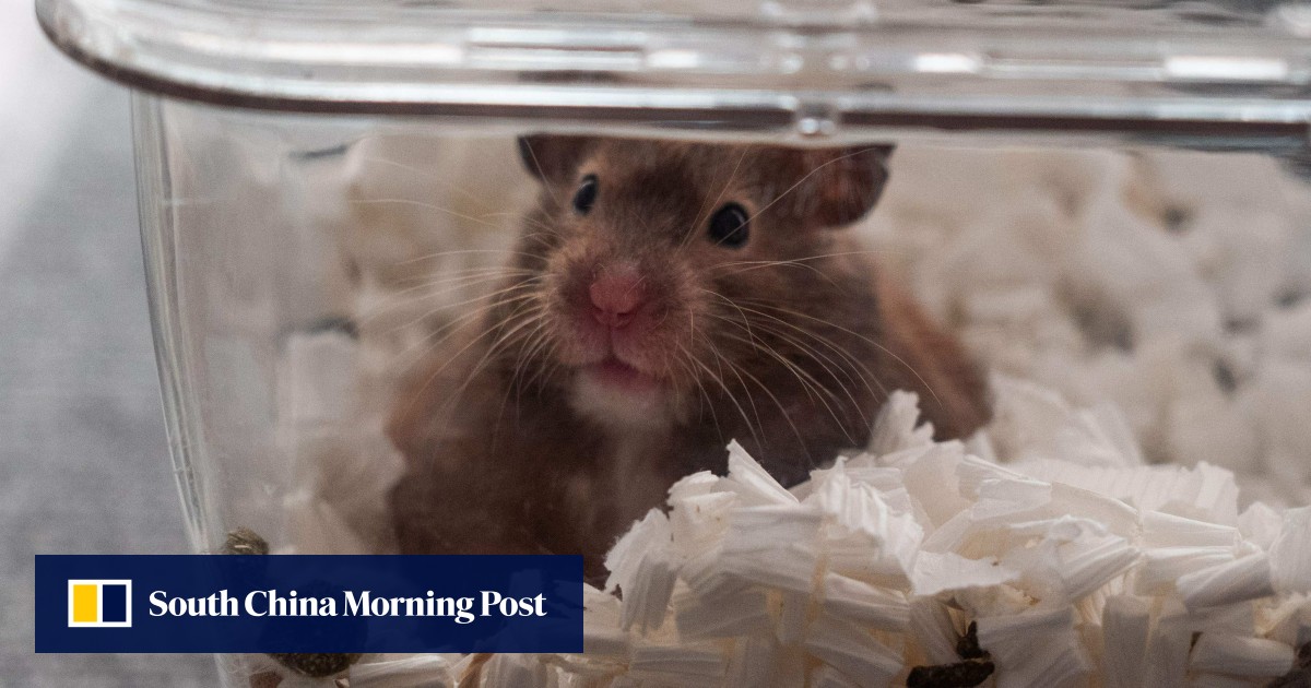 Letter It took Covid19 for hamsters to be treated the same as their