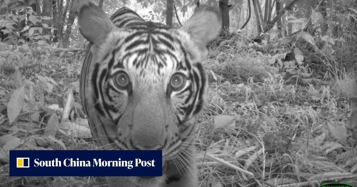 In Year of the Tiger, Malaysia’s tigers face a grim future with ...