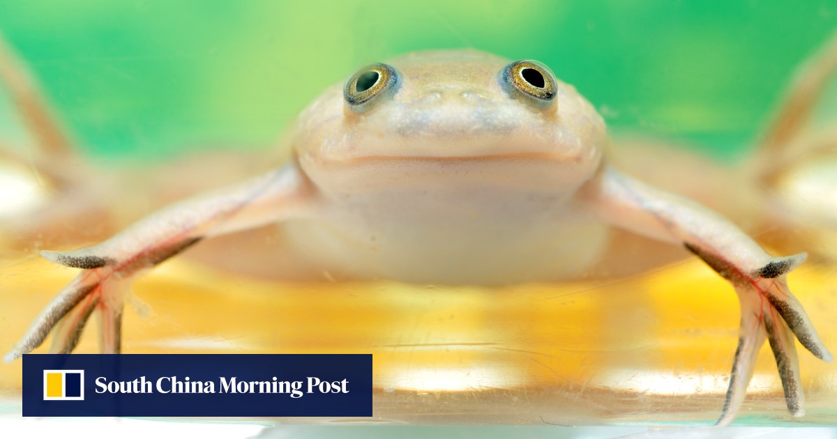 Scientists are now able to regrow frog legs. Will it pave the way for