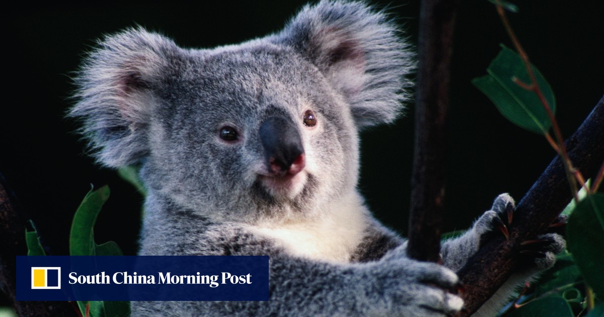 koala Archives - Rainforestation Nature Park