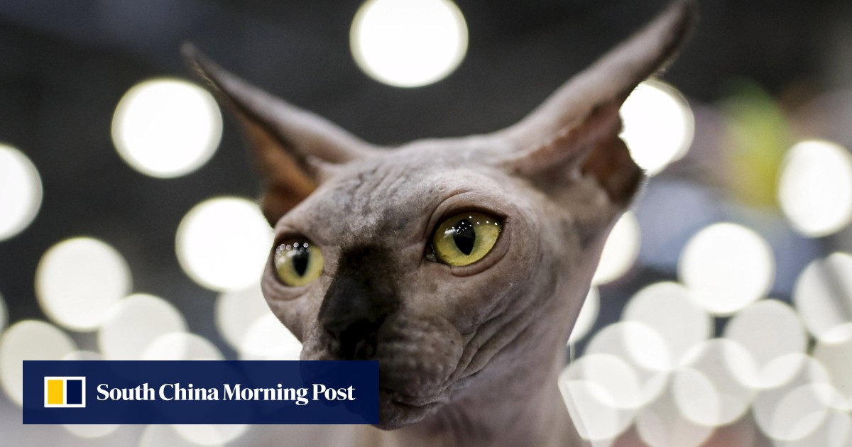 Even Russian cats are banned from international competitions amid