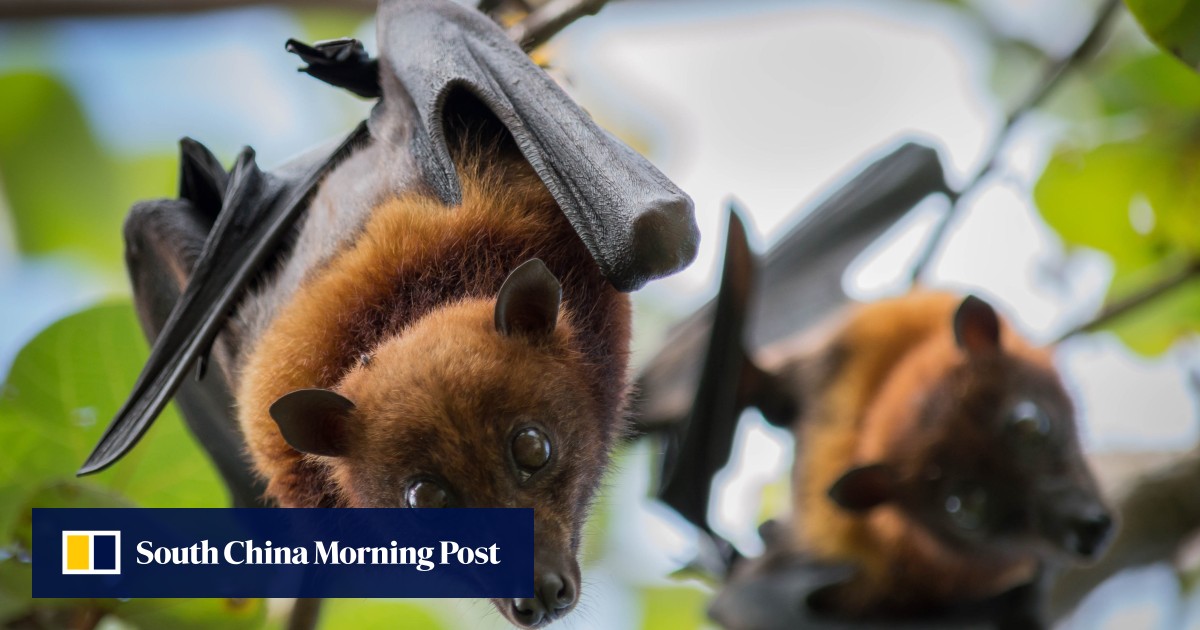 Do bats carry deadly viruses? Yes. Would a cull help? No. Here’s why