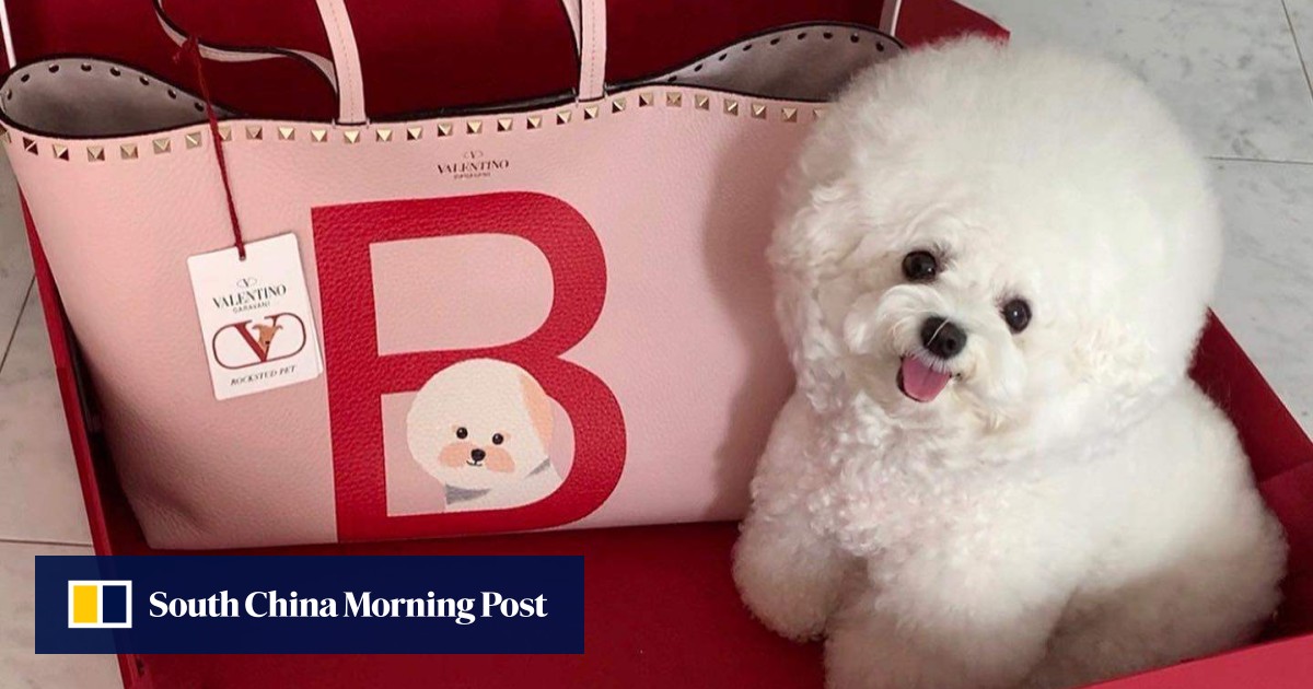 5 most stylish designer pet accessories for spring from Valentino s customisable carrier bag to Fendi and Saint Laurent s fashionable fabric and leather collars South China Morning Post
