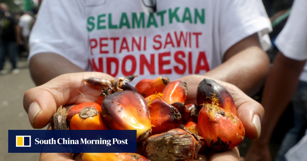 Indonesian farmers protest against palm oil export ban ‘Malaysian