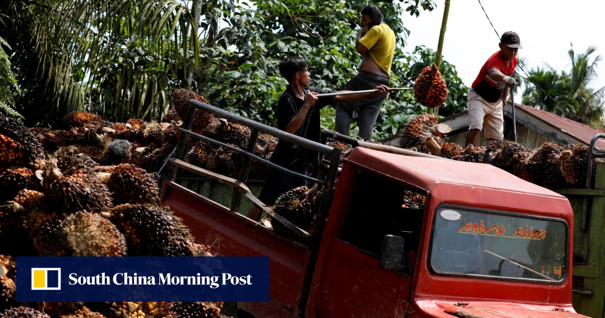 Indonesia’s Joko Widodo plans to lift palm oil export ban in relief to global markets South