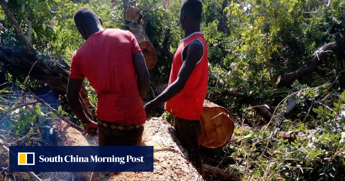 China's Demand for Rosewood Spawns Crime and Deforestation in Ghana