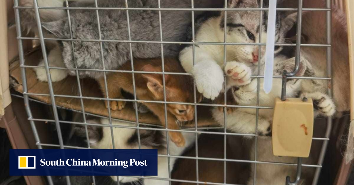 pet store animals in cages