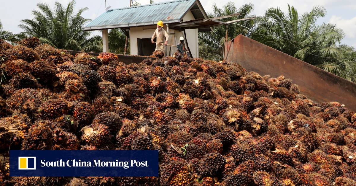 Malaysia aims to fill gap in edible oil market caused by Ukraine war