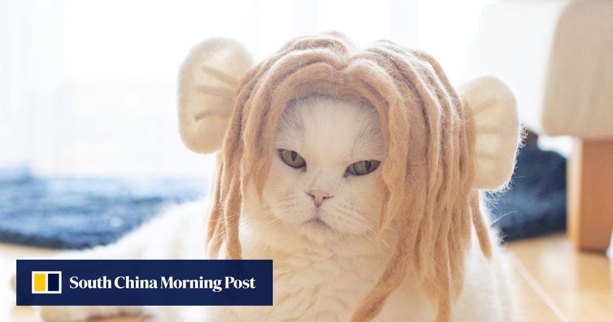 Cat as a hat clearance